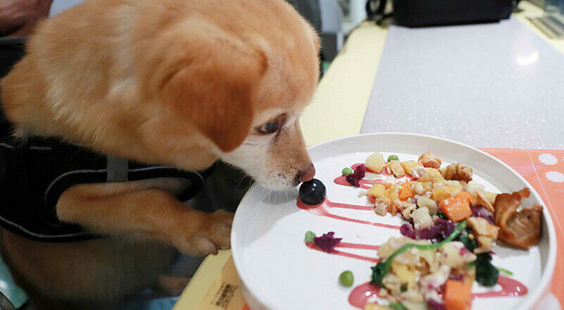 Nhà hàng dành cho thú cưng đầu tiên tại Thượng Hải