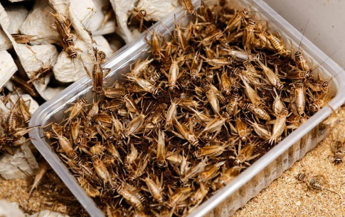 Nước tương làm từ... dế có giá đắt gấp 20 lần nước tương đậu nành