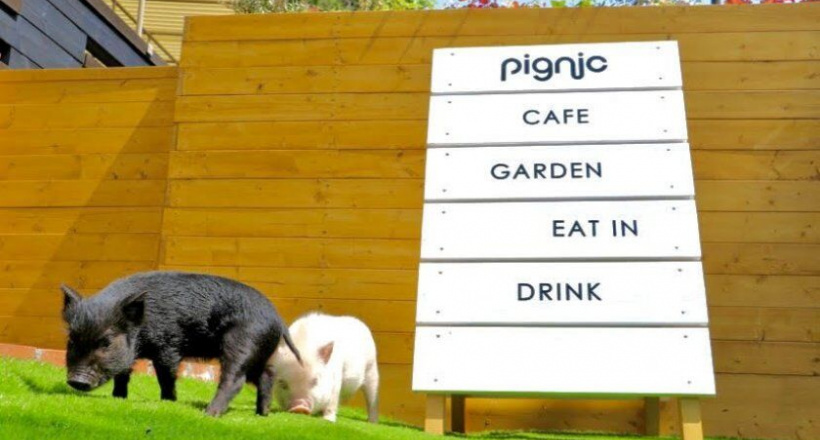 Cà phê cùng những chú heo siêu dễ cưng ở ngoại thành Tokyo