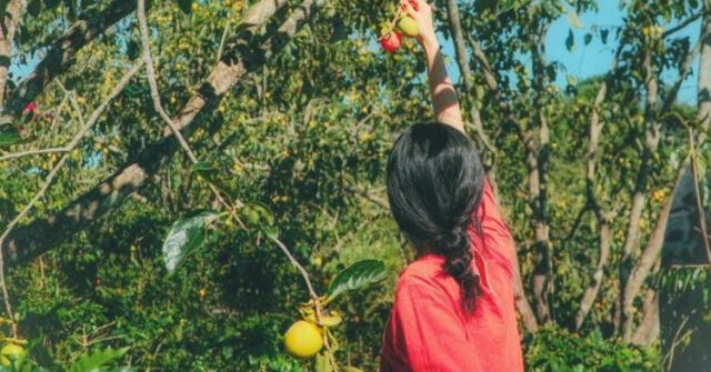 Cuộc sống an yên của gia đình anh chị bỏ phố lên núi và vườn hồng trĩu quả mùa thu sang