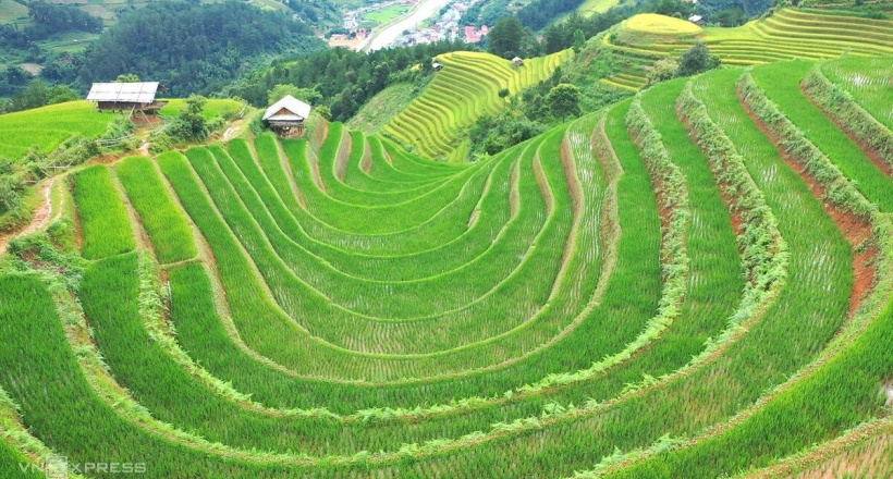 Những sóng lúa xanh cuốn hút du khách mỗi mùa thu về