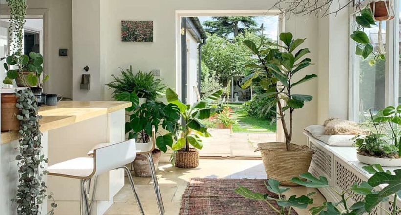 Chọn ngay cây xanh giúp lọc không khí cho nhà bạn thêm trong lành