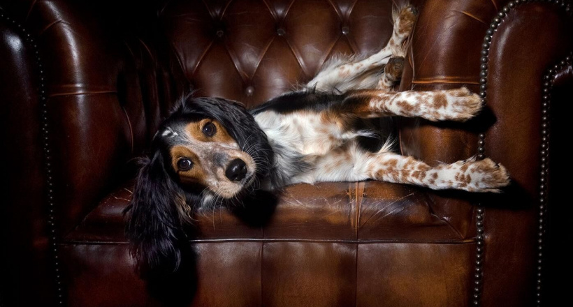 Hugo Boss hợp tác cùng Kanine để sản xuất quần áo cao cấp cho thú cưng