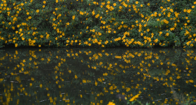 Những điểm ngắm hoa dã quỳ dọc đất nước