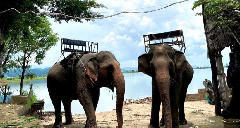 Chấm dứt hoạt động cưỡi voi tại Trung tâm Du lịch Cầu treo Buôn Đôn