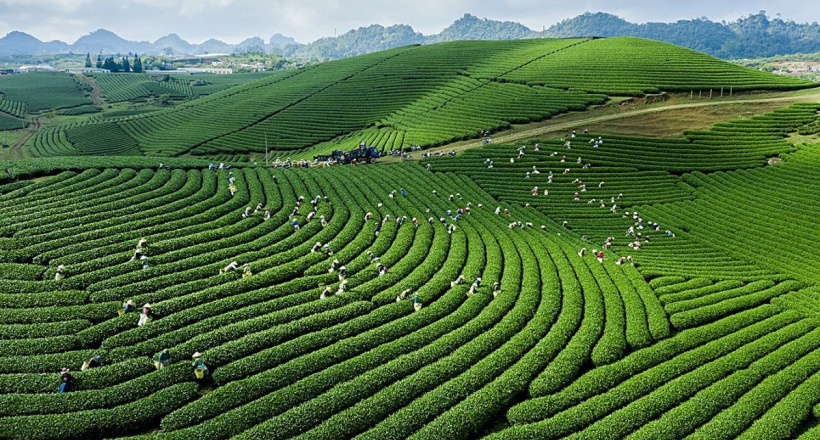 Mộc Châu - Điểm đến thiên nhiên hàng đầu thế giới