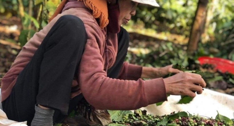 Đắk Lắk: Bà H Ner Niê hơn 20 năm gắn bó với cây Cà phê