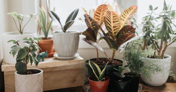 7 loại cây cảnh cực dễ chăm dành cho người mới trồng