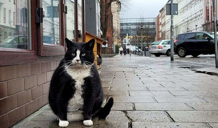 Thành phố Ba Lan hút khách nhờ con mèo đặc biệt