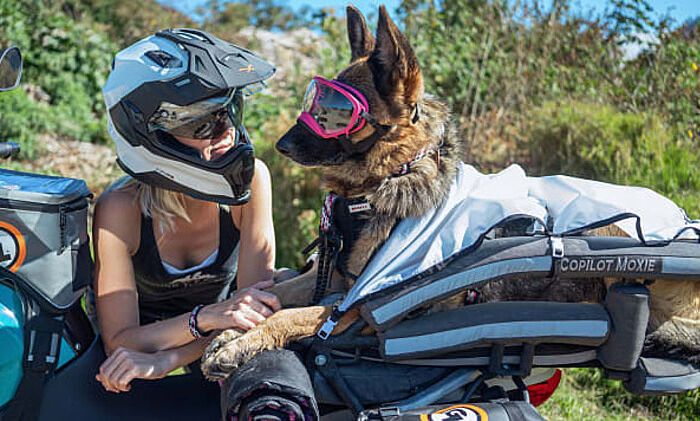 Chó cưng ngồi sau xe chủ đi khắp thế giới