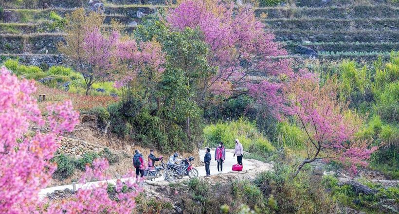 Lên Tây Bắc đầu năm ngắm hoa tớ dày