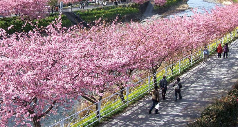 Quốc hoa của Nhật Bản là gì?