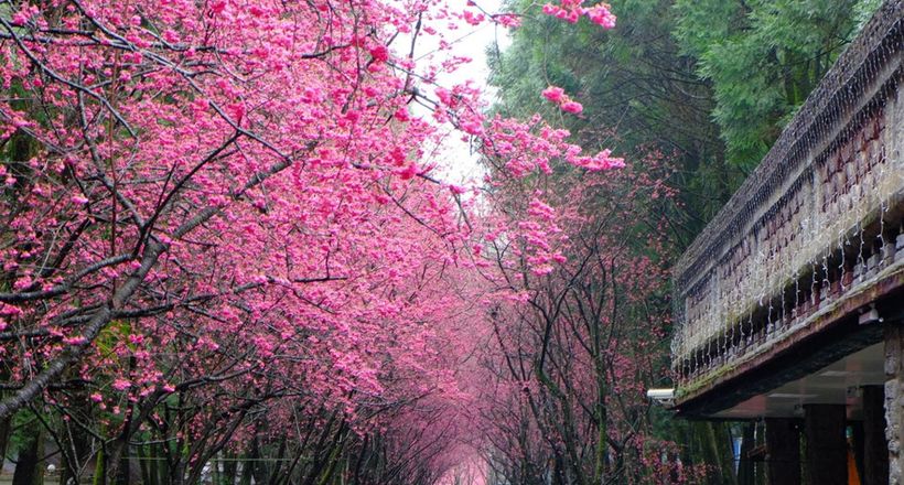 Thưởng ngoạn mùa hoa anh đào thơ mộng trong tour Đài Loan 5N4Đ