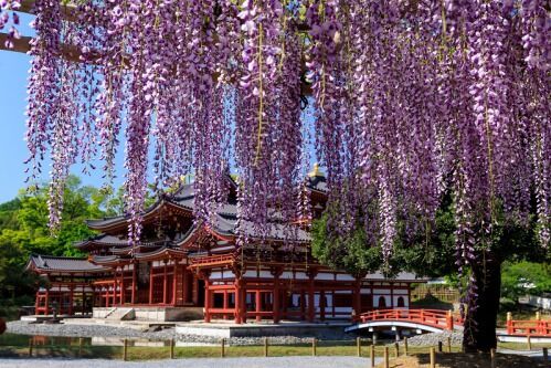 Tour Nhật Bản 6N5Đ: Chiêm ngưỡng sắc tím mùa hoa tử đằng đẹp mê hoặc ở Osaka