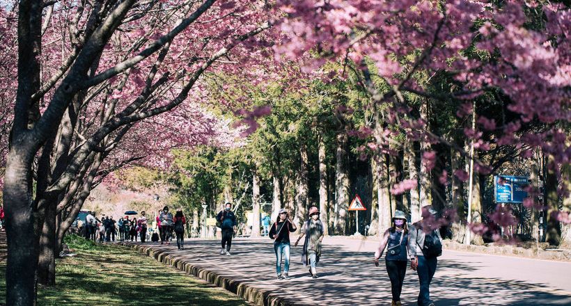 9 điểm ngắm hoa anh đào mùa xuân ở Đài Loan 2023