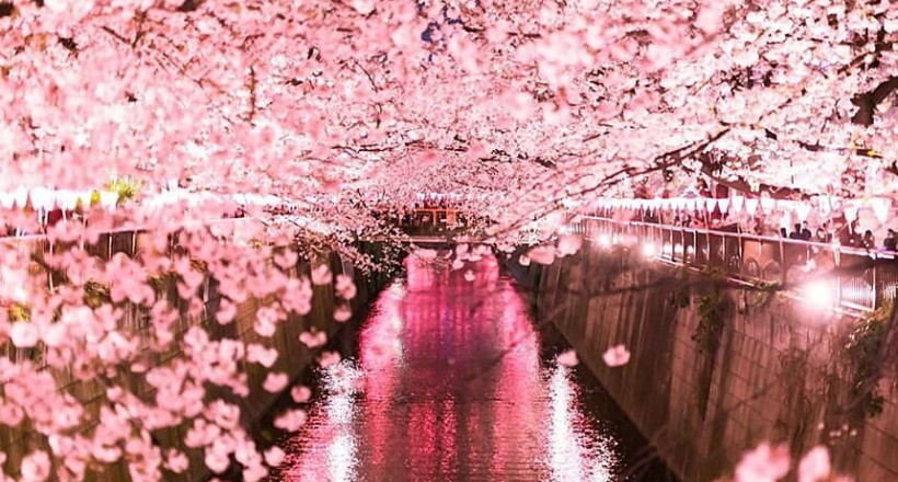 Lịch hoa anh đào nở ở Nhật Bản 2023