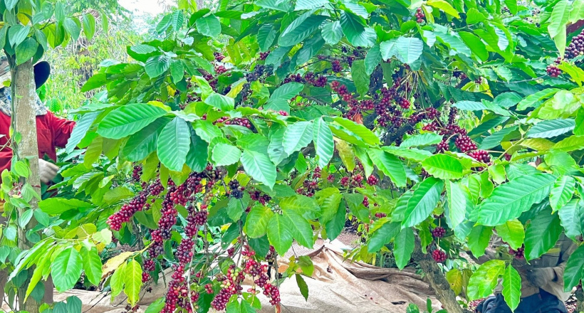 Đắk Lắk: Nhiều nội dung đặc sắc tại Lễ hội Cà phê Buôn Ma Thuột lần thứ 8 năm 2023