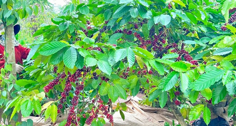 Đắk Lắk: Nhiều nội dung đặc sắc tại Lễ hội Cà phê Buôn Ma Thuột lần thứ 8 năm 2023