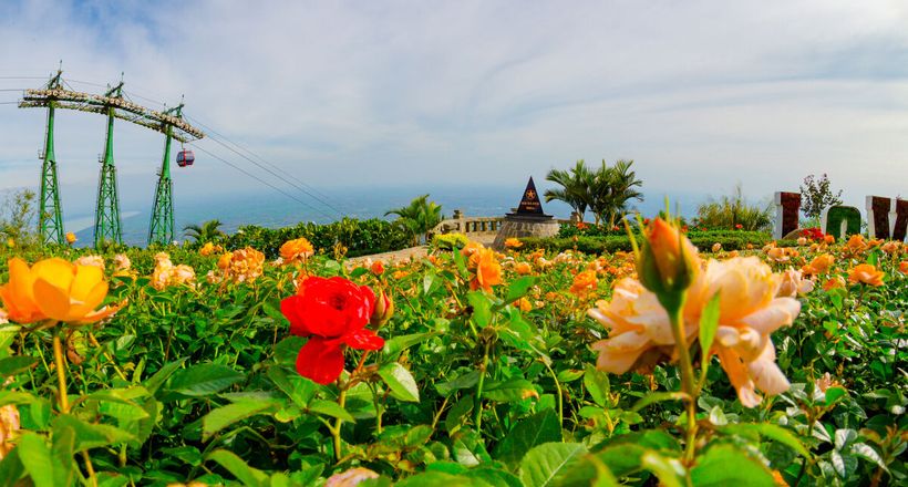 Ngắm hoa hồng khoe sắc trên đỉnh Bà Đen