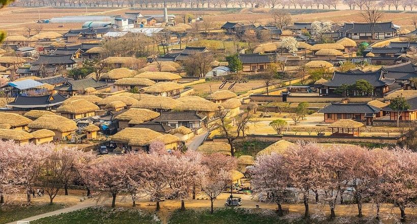 Lịch hoa anh đào nở ở Hàn Quốc 2023