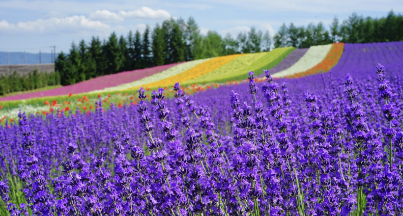 Lạc bước vào cánh đồng hoa oải hương khổng lồ ở Hokkaido với tour 7N6Đ