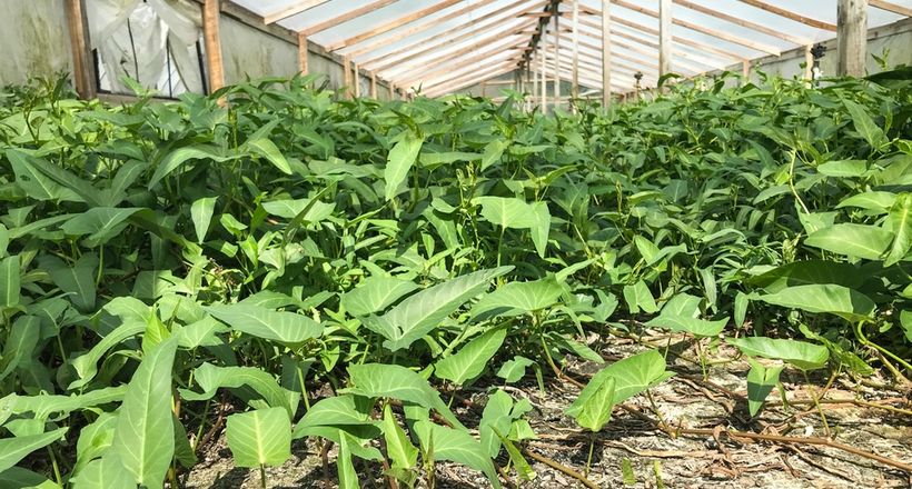 Rau muống được hợp thức hóa ở Mỹ