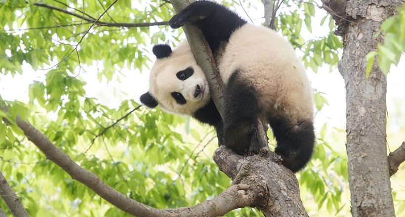 Gấu trúc Fubao – Chú gấu trúc con đầu tiên được sinh ra ở Hàn Quốc