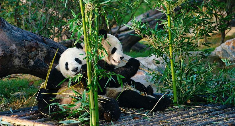 Tour Trung Quốc 6N5Đ: Khám phá “quốc bảo” siêu đáng yêu cùng các điểm đến đẹp mê hoặc