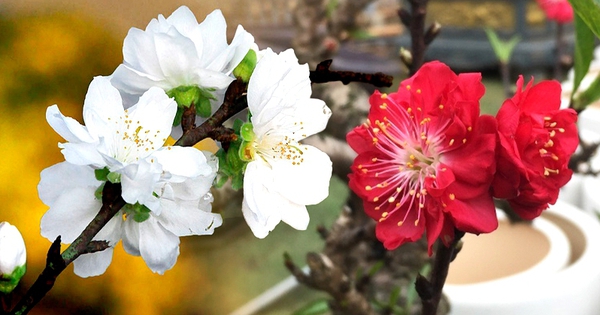 Đón xuân về, dân sành chơi hoa Tết đều biết đến 5 loại đào này, có loại giá bán lên đến cả trăm triệu