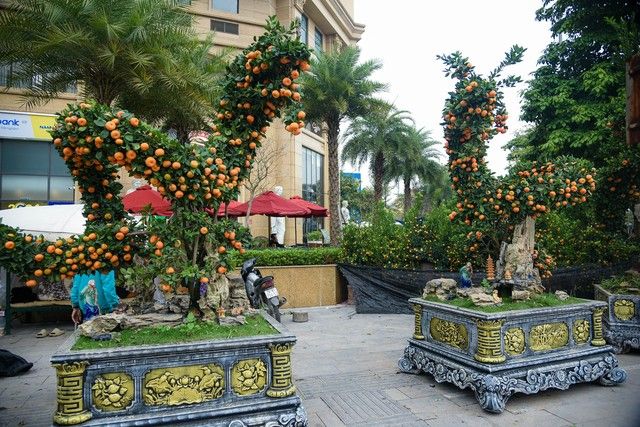 Cận cảnh cặp quất hình rồng đón Tết Giáp Thìn giá hơn 200 triệu đồng