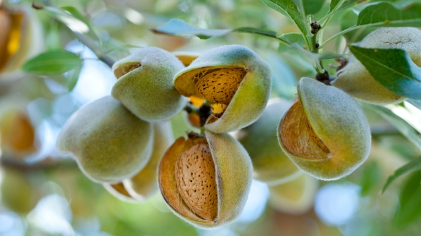 1 loại hạt quen thuộc ngày Tết lại tốt ngang insulin tự nhiên giúp hạ đường huyết, cực kỳ bổ cho xương khớp