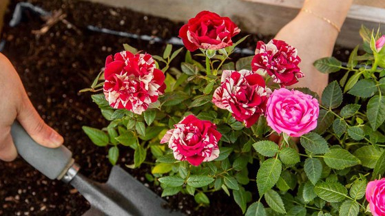 4 loại hoa vô cùng thích hợp để trồng trong nhà dịp Tết Nguyên đán