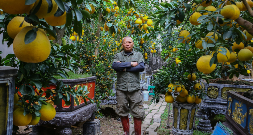 Vườn bưởi bạc tỷ bán Tết sớm bên hồ Tây