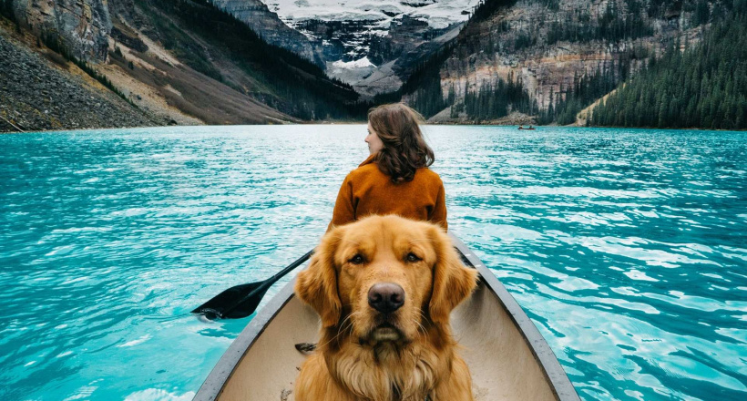 Trào lưu chi hàng nghìn USD đưa chó, mèo đi du lịch ở Trung Quốc