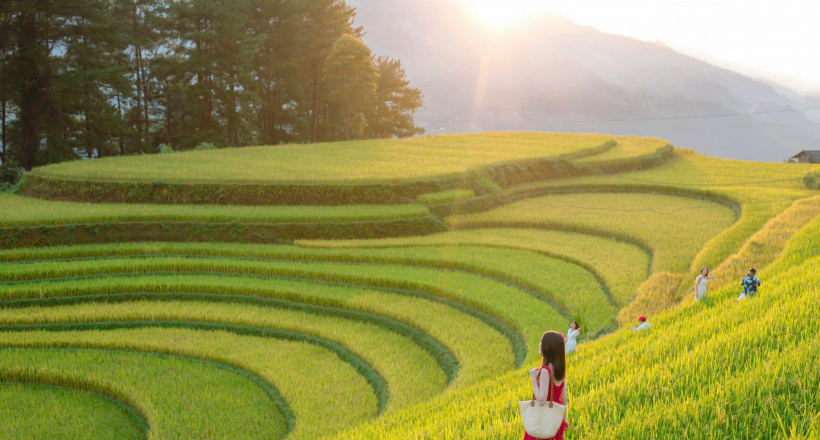 Mùa này lên Mù Căng Chải, ngắm ruộng bậc thang vàng ươm đẹp mê lòng người