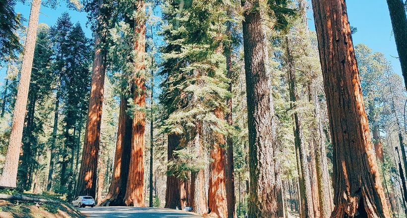 Sequoia National Park - khu rừng cổ tích của những "người khổng lồ" sống hơn 3000 năm