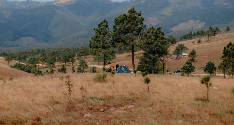 Ngắm mùa cỏ cháy đẹp thơ mộng trên đồi Phượng Hoàng, Quảng Ninh