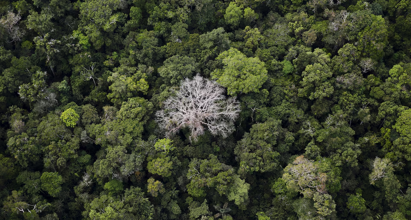 Pháp bắt tay Brazil đầu tư 1 tỷ euro cho rừng Amazon, bảo vệ "lá phổi xanh" hành tinh