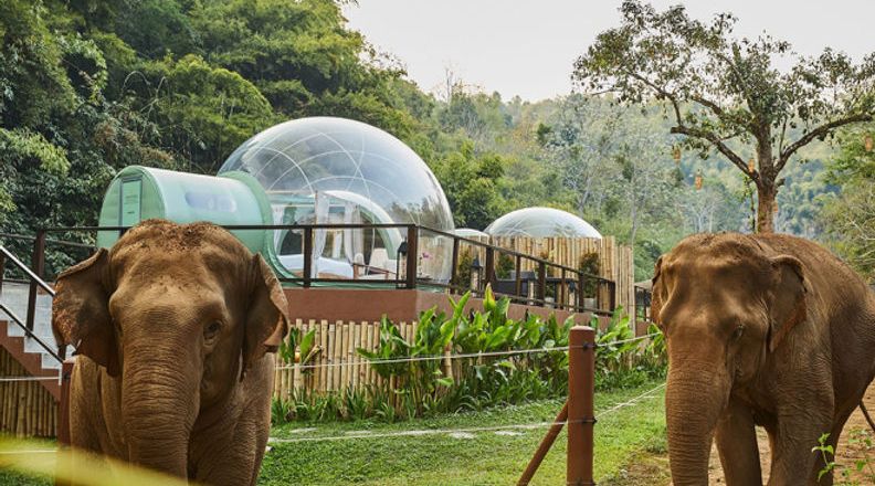 Jungle Bubble - Trải nghiệm khách sạn bong bóng giữa rừng voi Xứ Chùa Vàng