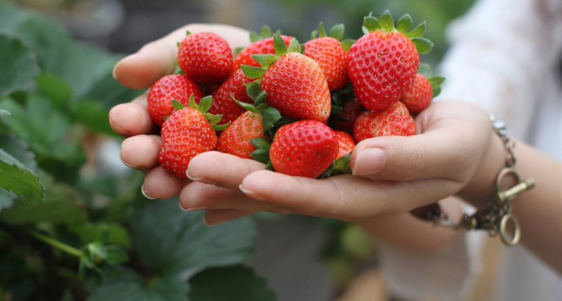 7 đặc sản Đà Lạt mua làm quà ngon và chất lượng