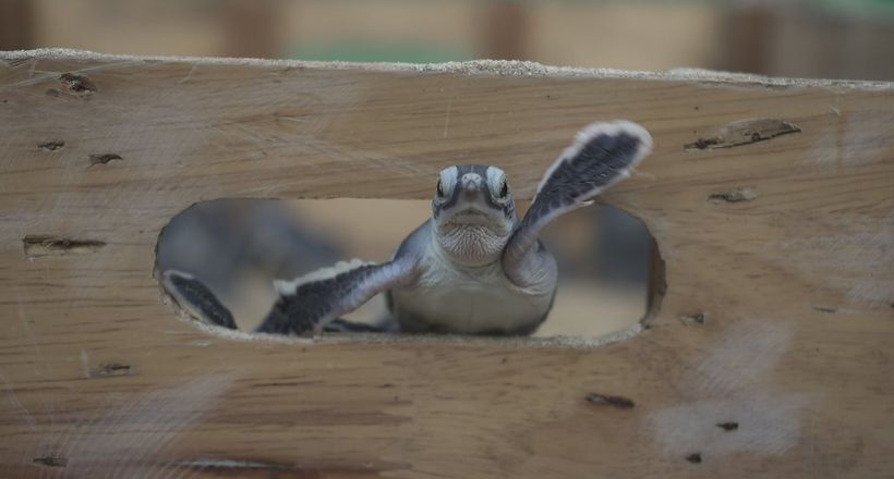 99 chú rùa xanh con được Six Senses Côn Đảo thả về đại dương