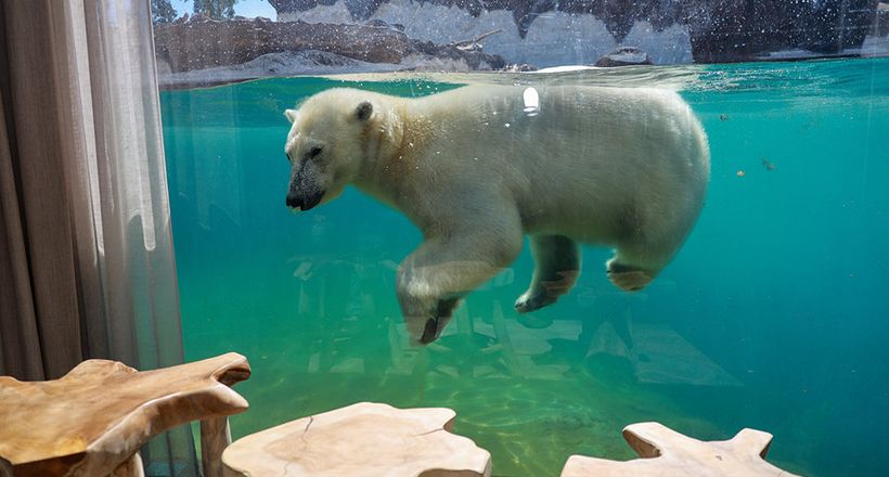 Ngủ cùng Hải mã và Gấu Bắc cực tại khách sạn sở thú Pairi Daiza, Bỉ