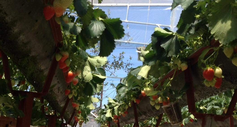 Việt Nam sẽ tiếp tục giữ vững vị thế trên thị trường nông sản thế giới