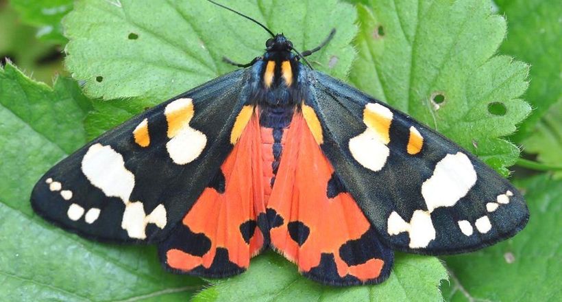 Bướm đêm quý hiếm gia tăng số lượng khi xã hội giãn cách