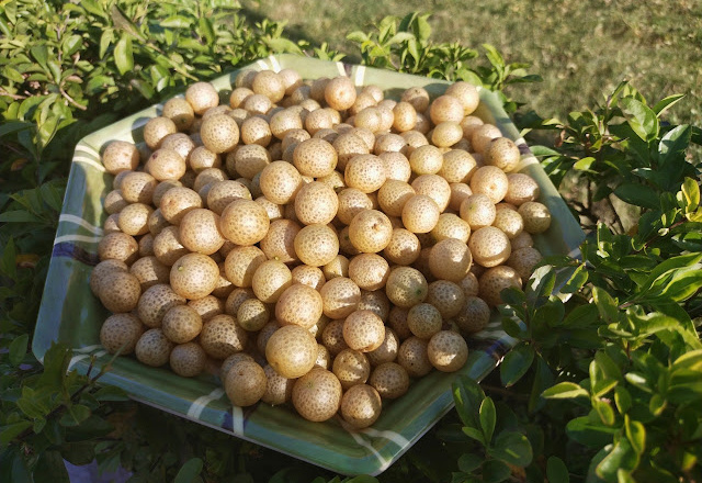 Quả và lá mắc mật – tinh hoa ẩm thực Lạng Sơn