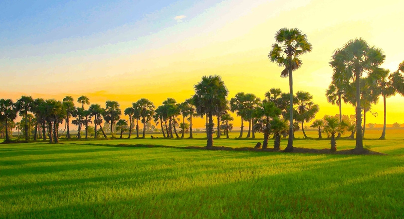 Xứ sở thốt nốt ở vùng đất thiêng Bảy Núi, An Giang