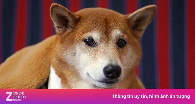 Chú chó có 'nụ cười triệu USD' qua đời