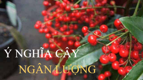 Ý nghĩa của cây ngân lượng khiến ai cũng muốn sở hữu 1 chậu trong ngày Tết