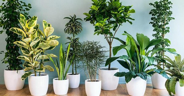 6 loại cây mang ý nghĩa tài lộc tốt, thích hợp chưng ban thờ Thần Tài