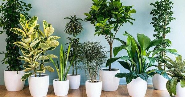 6 loại cây mang ý nghĩa tài lộc tốt, thích hợp chưng ban thờ Thần Tài